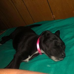 Meet your Posher, Taylor